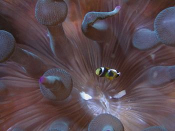 Small Clownfish in a large anemone. Tetra housin. Olympus... by Michel Claereboudt 